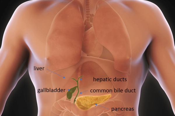 Gallbladder Anatomy